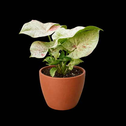 Syngonium 'Milk Confetti'