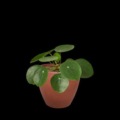 Pilea Peperomioides 'Chinese Money'