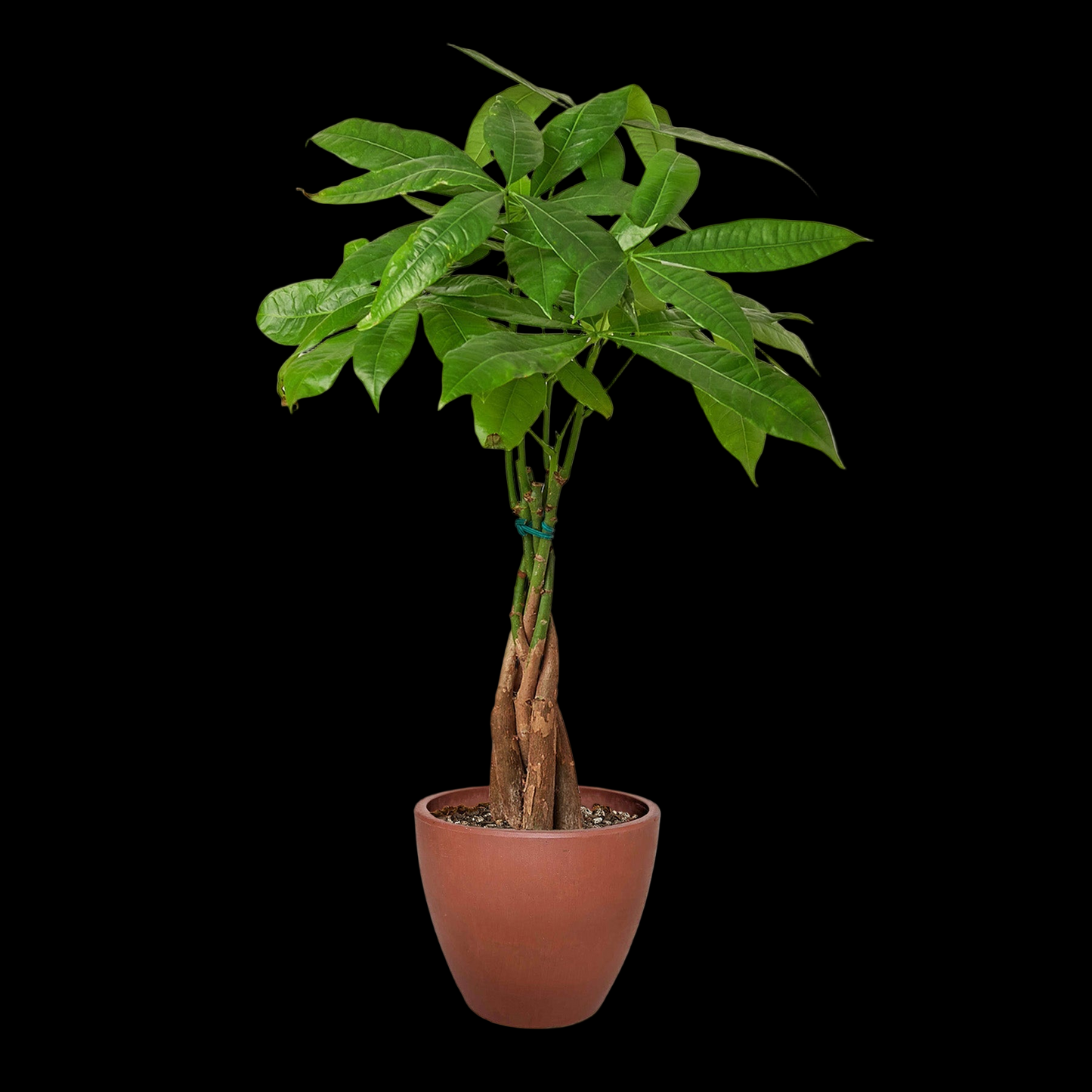 Money Tree 'Guiana Chestnut' Pachira Braid