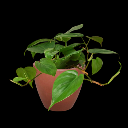 Philodendron Cordatum Heartleaf