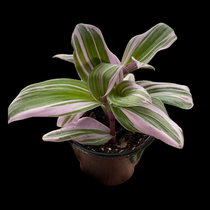 Tradescantia 'Nanouk'
