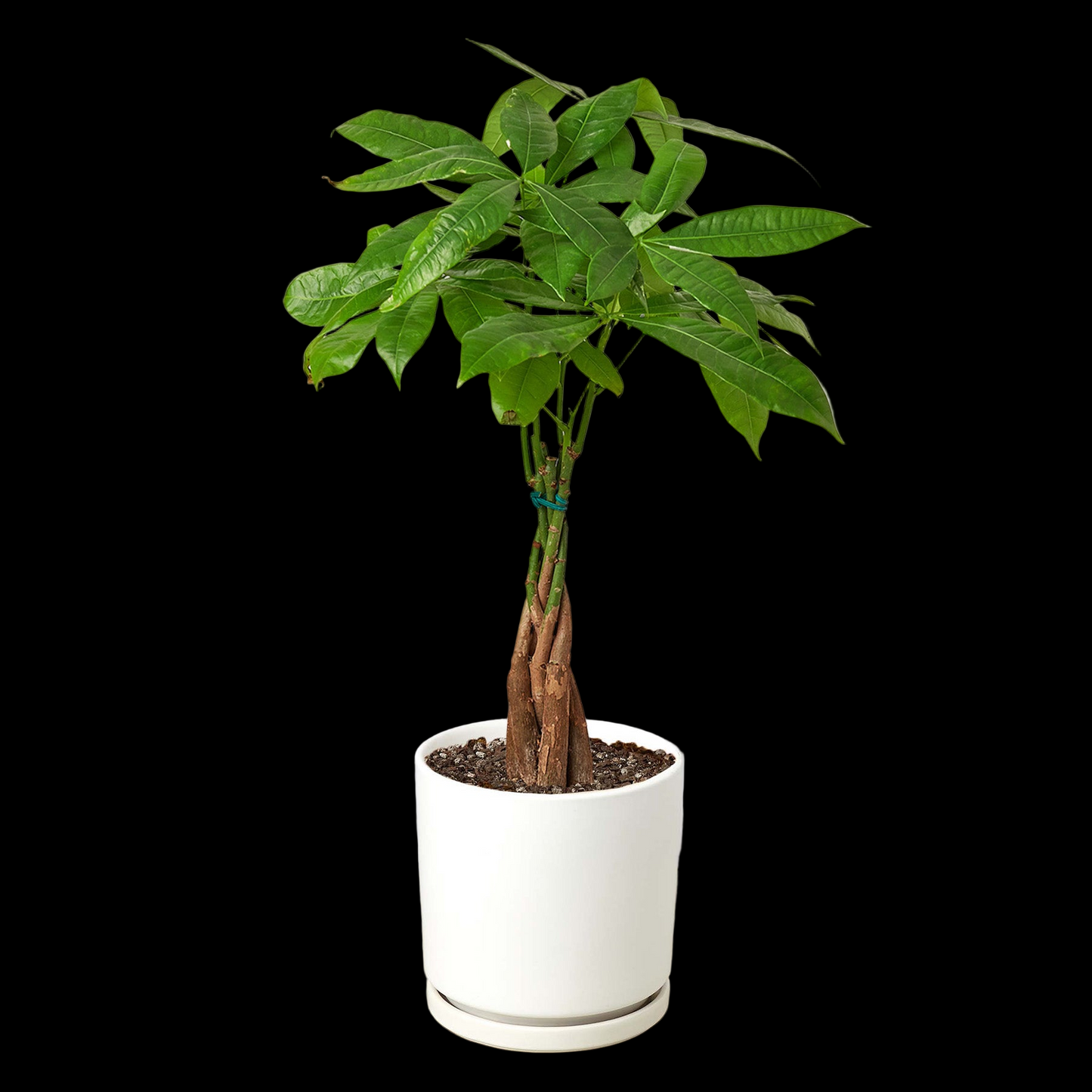 Money Tree 'Guiana Chestnut' Pachira Braid