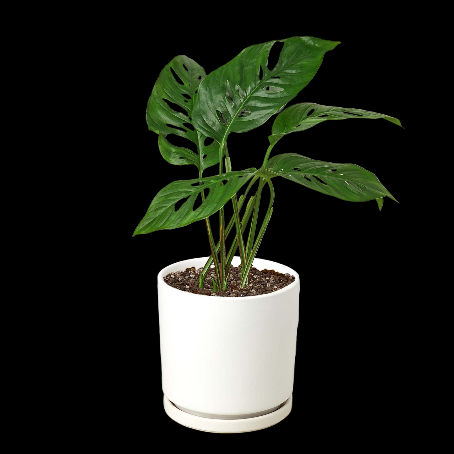 Monstera Adansonii 'Swiss Cheese'