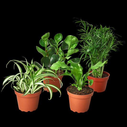 Pet Friendly Variety Bundle
