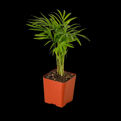 3" Tropical Plant Variety Bundle