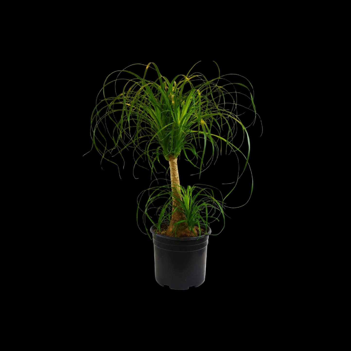 Palm Ponytail