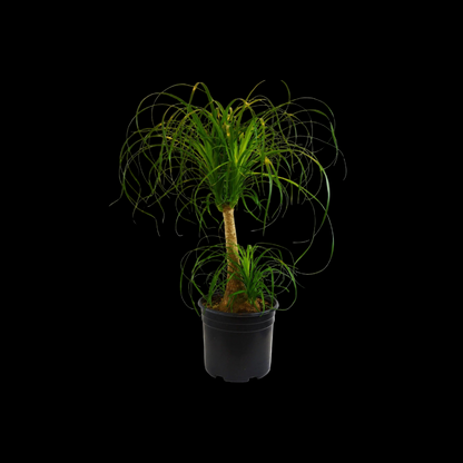 Palm Ponytail