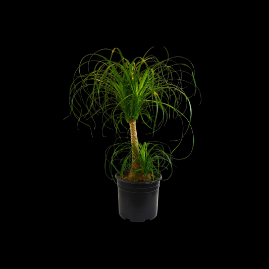 Palm Ponytail
