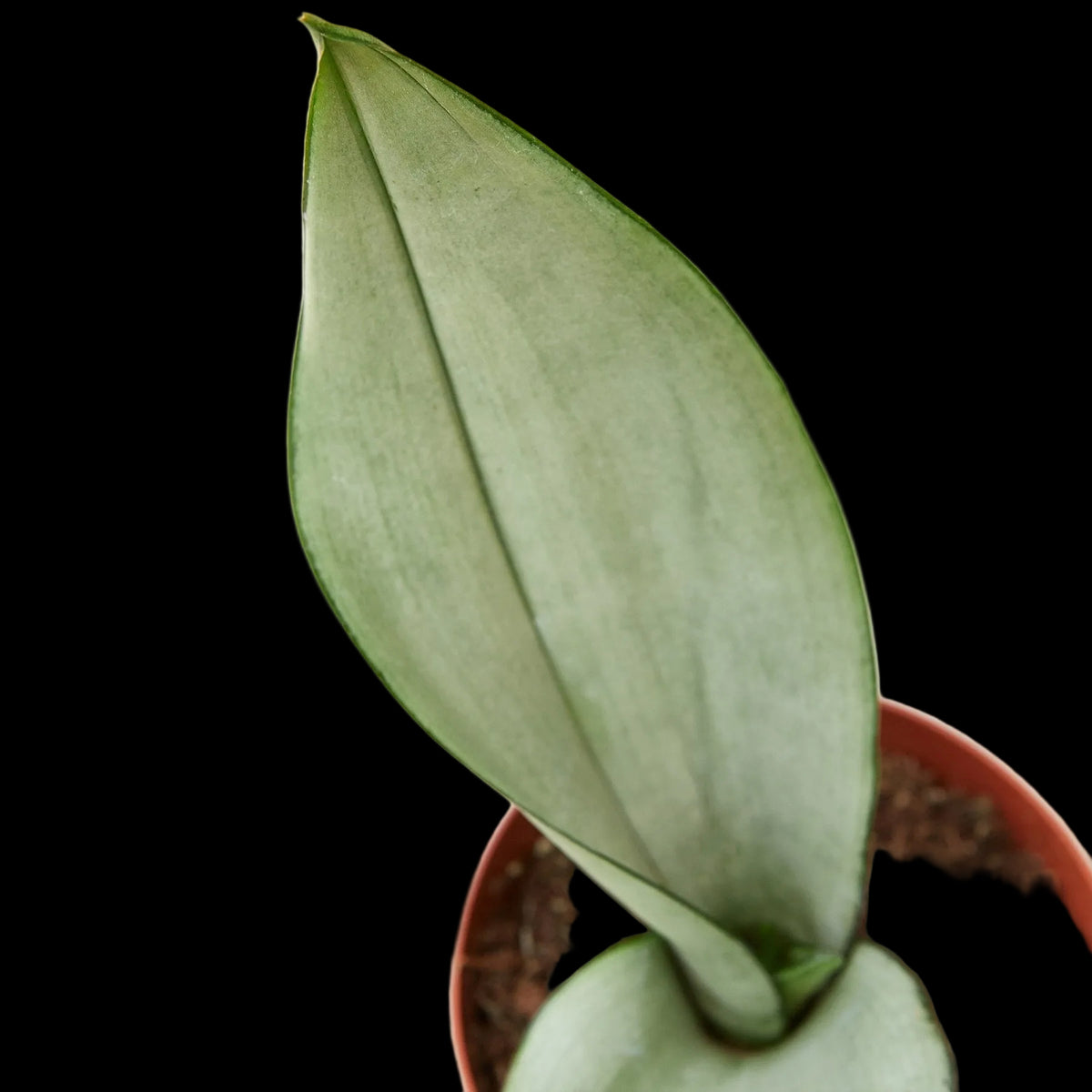 Snake Plant 'Moonshine'