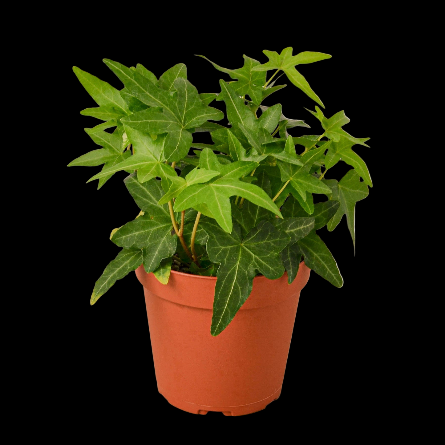 English Ivy Green California