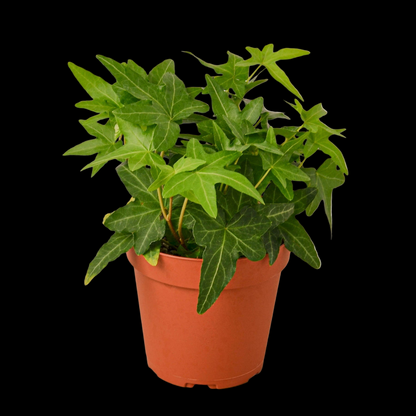 English Ivy Green California