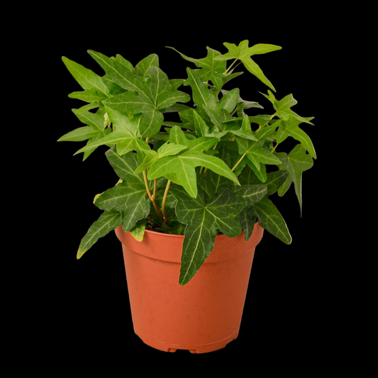 English Ivy Green California