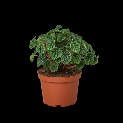 Peperomia 'Ripple'