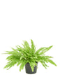 Boston Fern, Medium