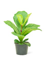 Fiddle Leaf Fig, Medium