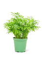 Parlor Palm, Medium