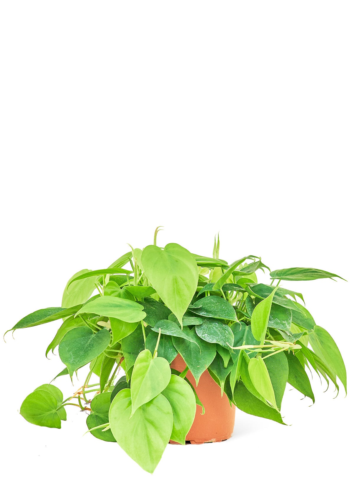 Sweetheart Philodendron, Medium