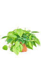 Sweetheart Philodendron, Medium