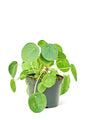 Chinese Money Plant, Medium