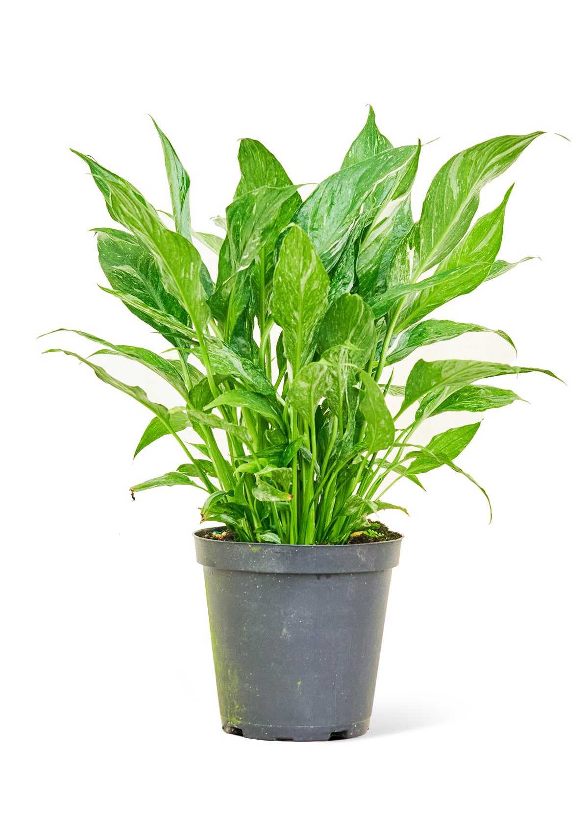 Variegated Peace Lily, Medium