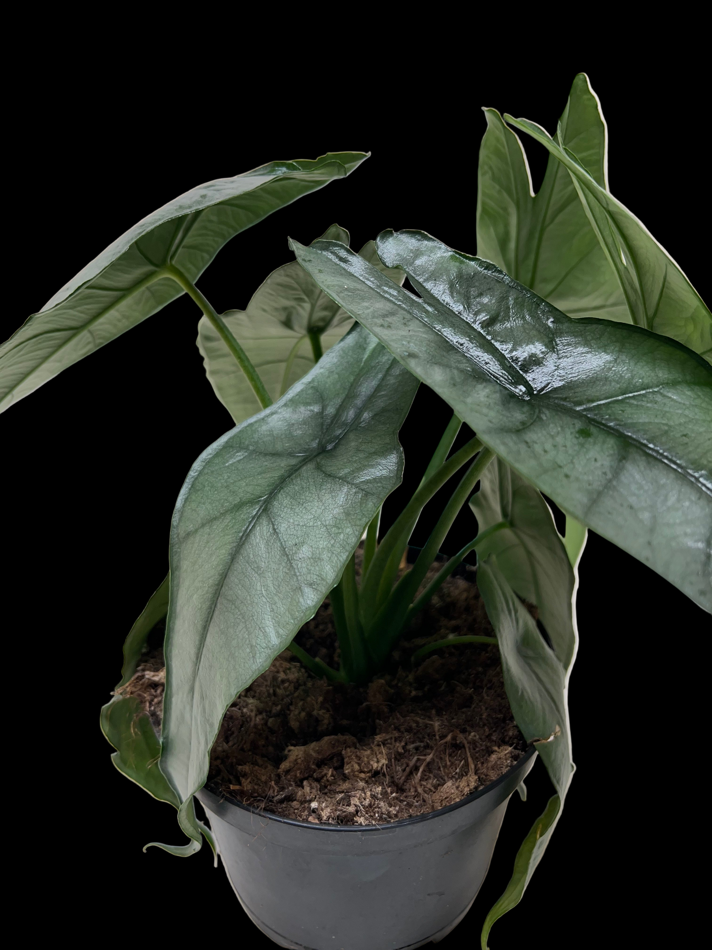 Alocasia 'Dragons Breath'