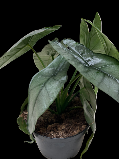 Alocasia 'Dragons Breath'