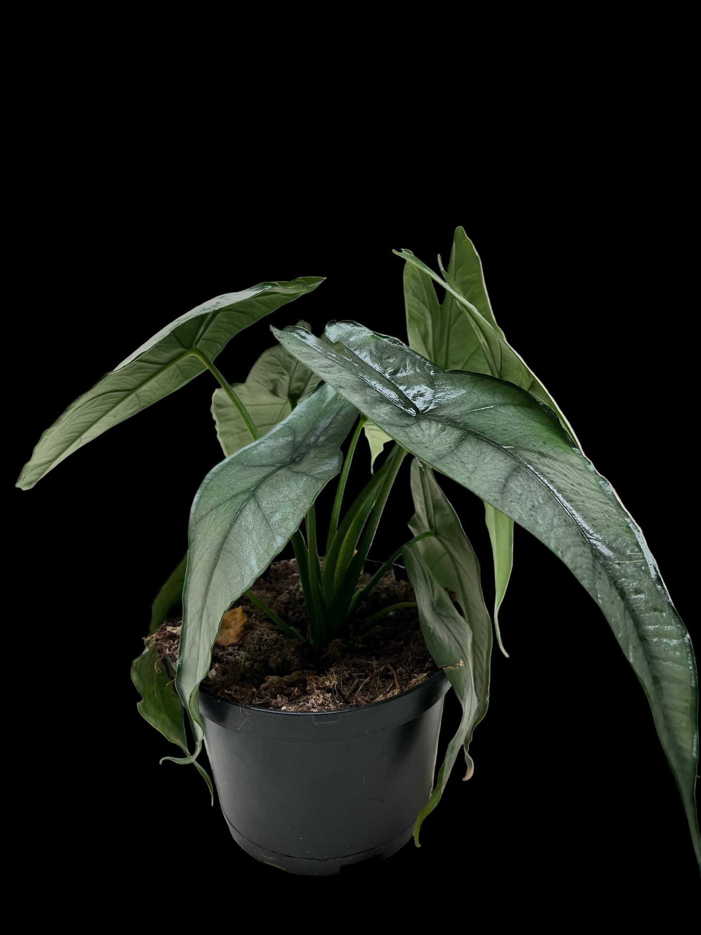 Alocasia 'Dragons Breath'