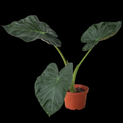 Alocasia 'Regal Shields'