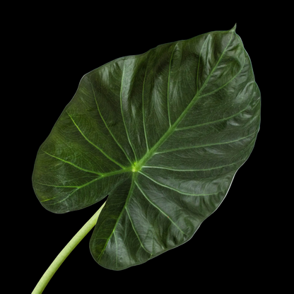 Alocasia 'Regal Shields'