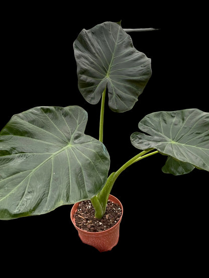 Alocasia 'Regal Shields'