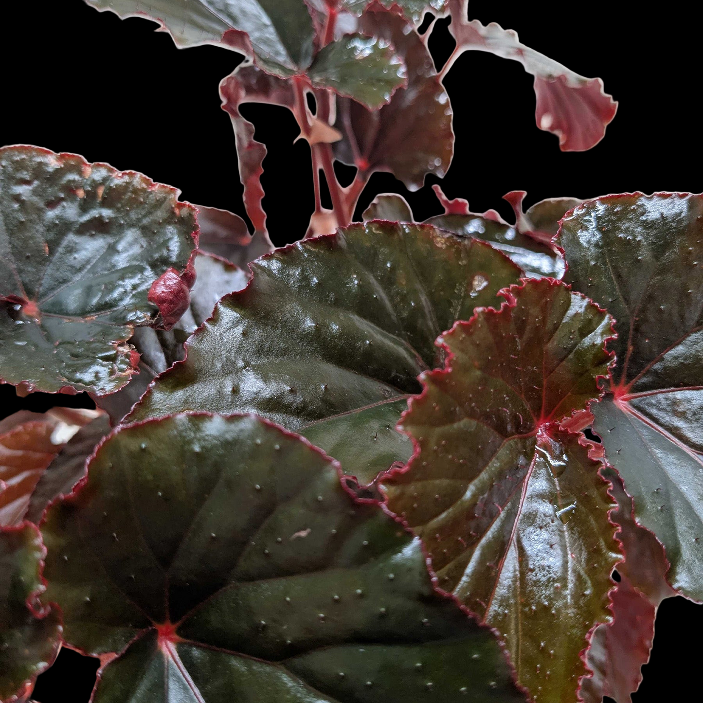 Begonia 'Black Magic'