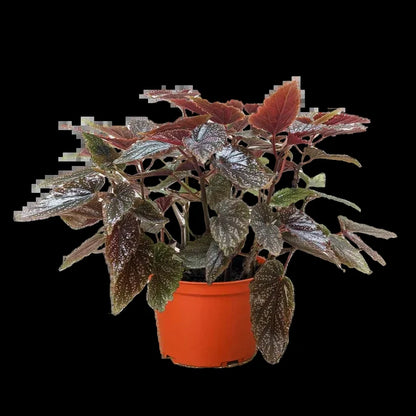 Begonia 'Corallina'