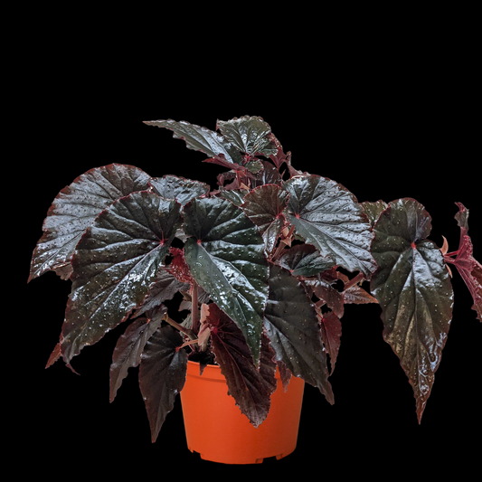 Begonia 'Black Magic'