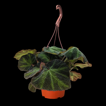 Begonia 'Soli Mutata'