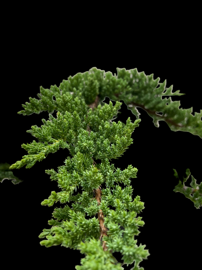 Bonsai Juniper