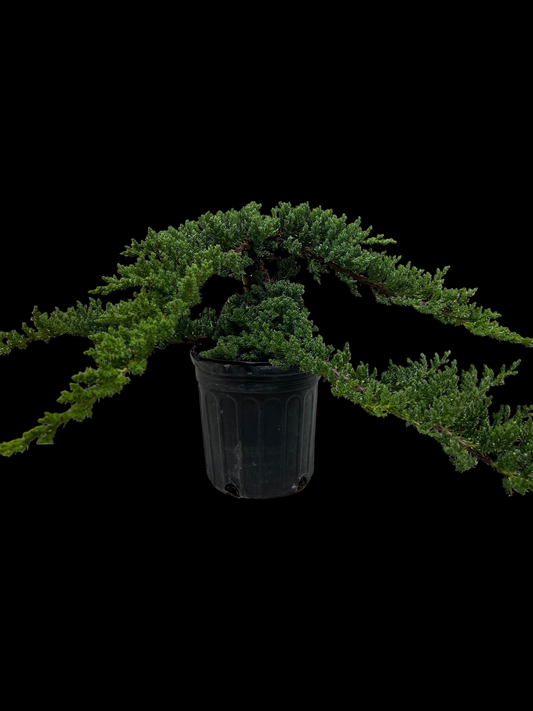 Bonsai Juniper