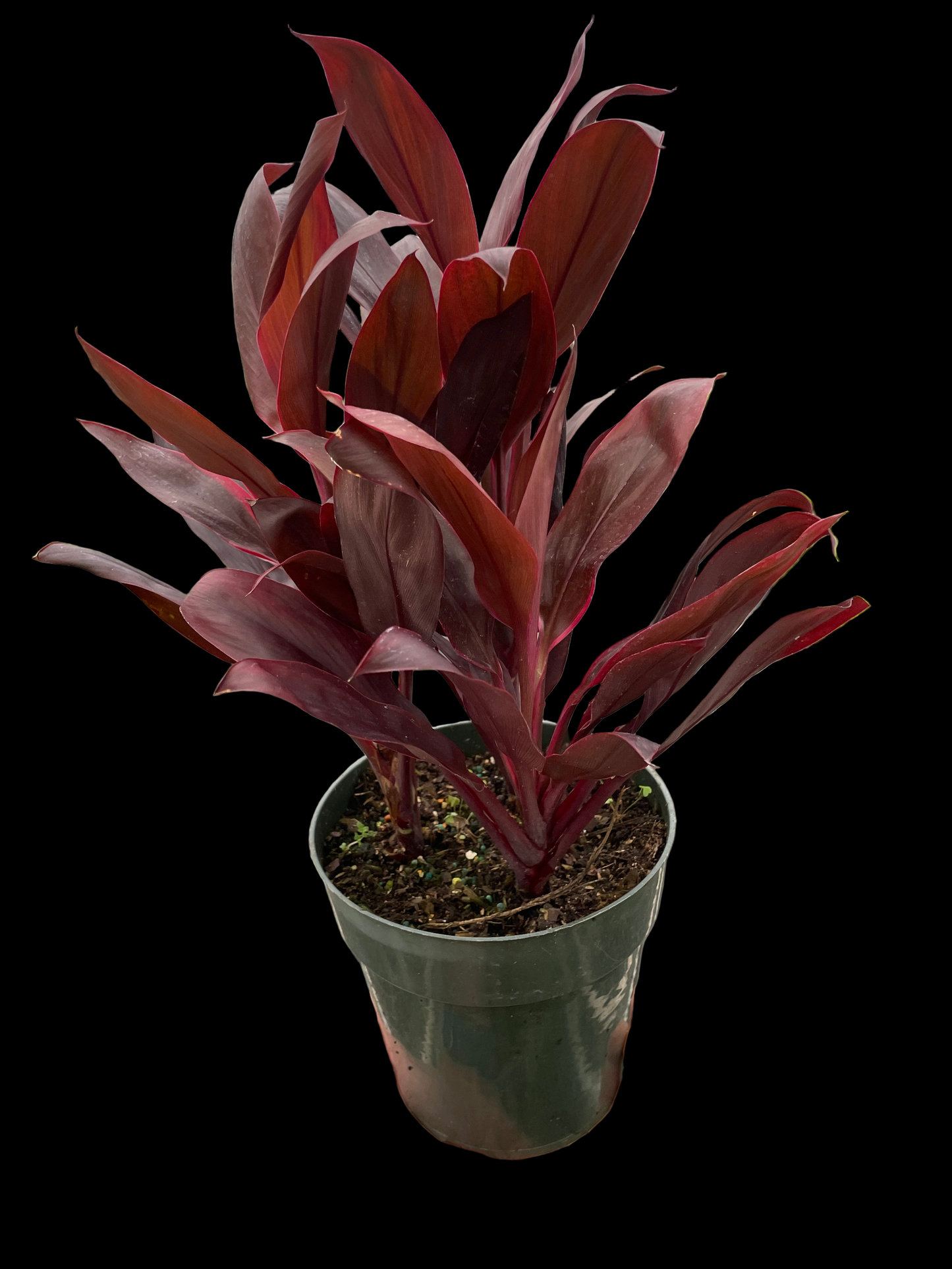 Cordyline 'Calypso Queen'