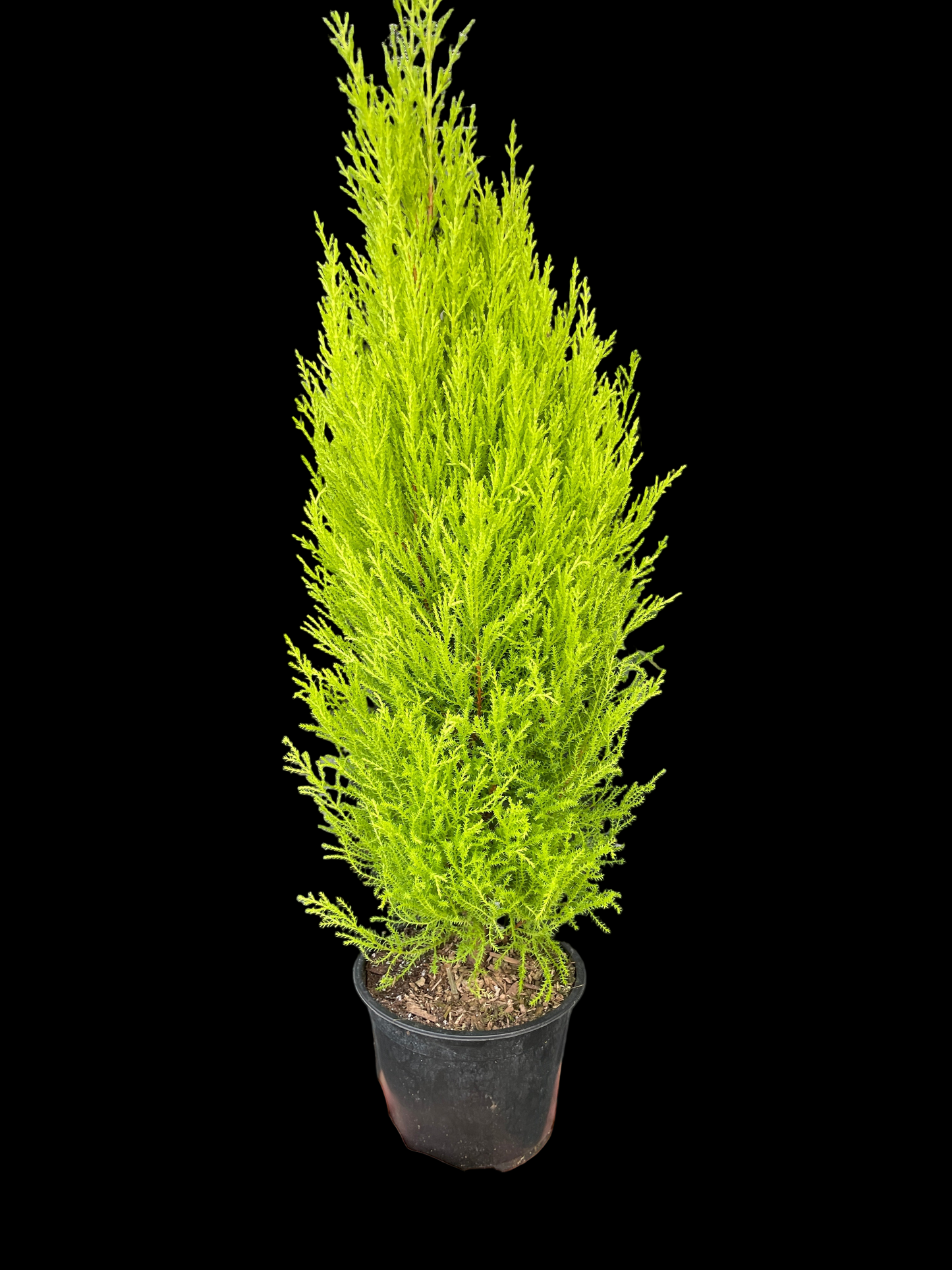 Cypress Lemon