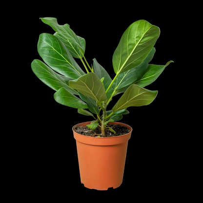 Ficus 'Audrey'