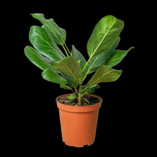 Ficus 'Audrey'