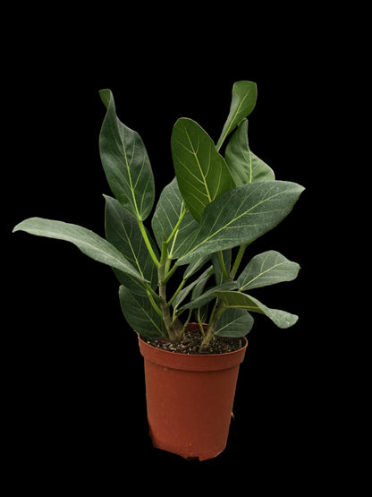 Ficus 'Audrey'