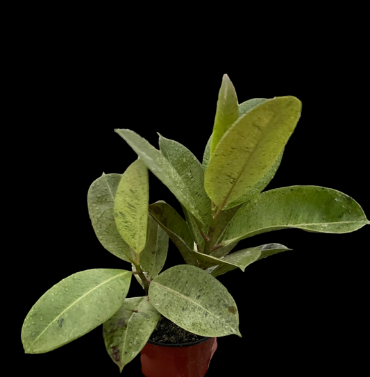 Ficus 'shivereana' (Moonshine)