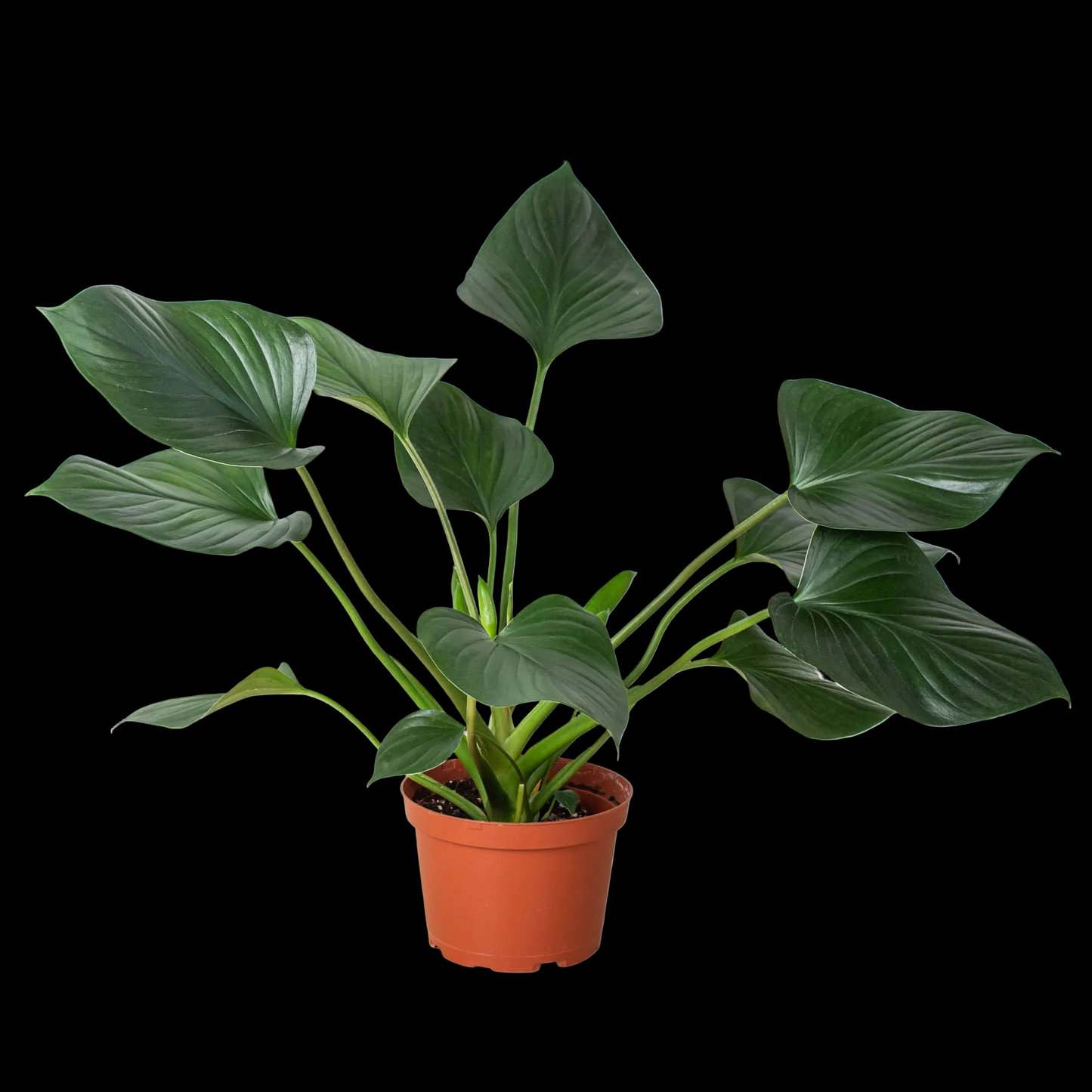 Homalomena 'Emerald Gem'