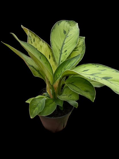 Homalomena 'Selby'