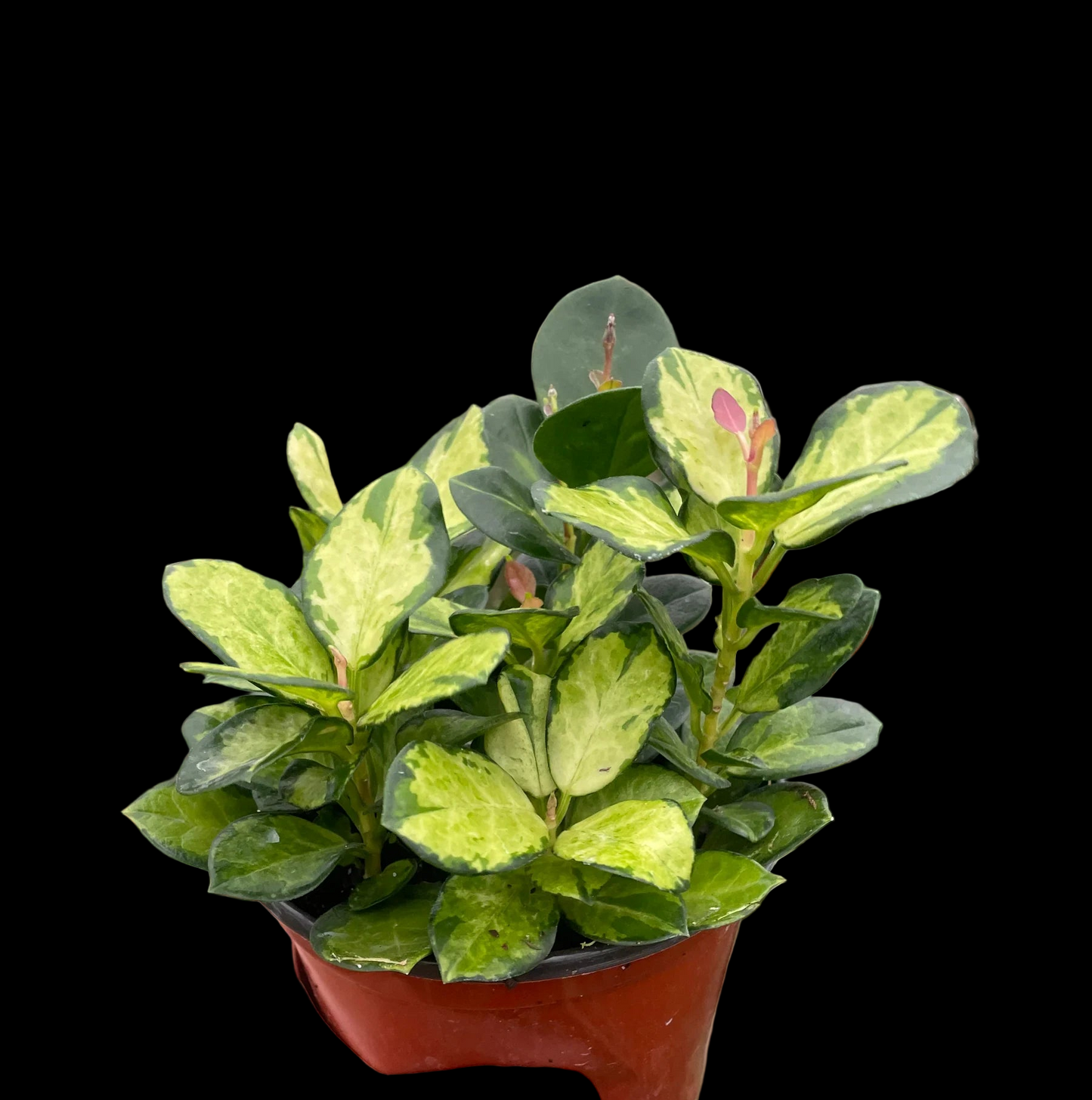 Hoya 'Lisa'