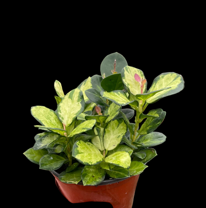 Hoya 'Lisa'
