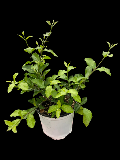 Malpighia Barbados Cherry