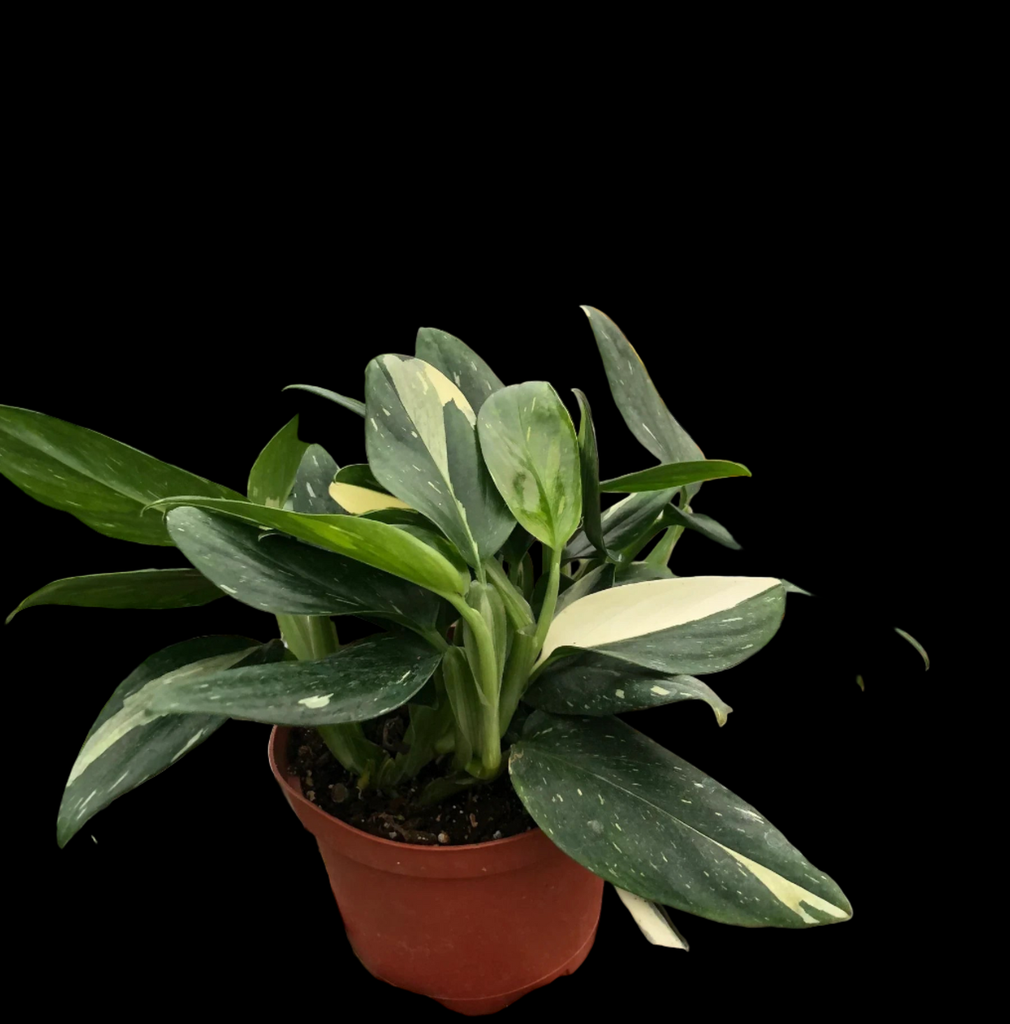 Monstera 'Standeleyana Albo Variegated'