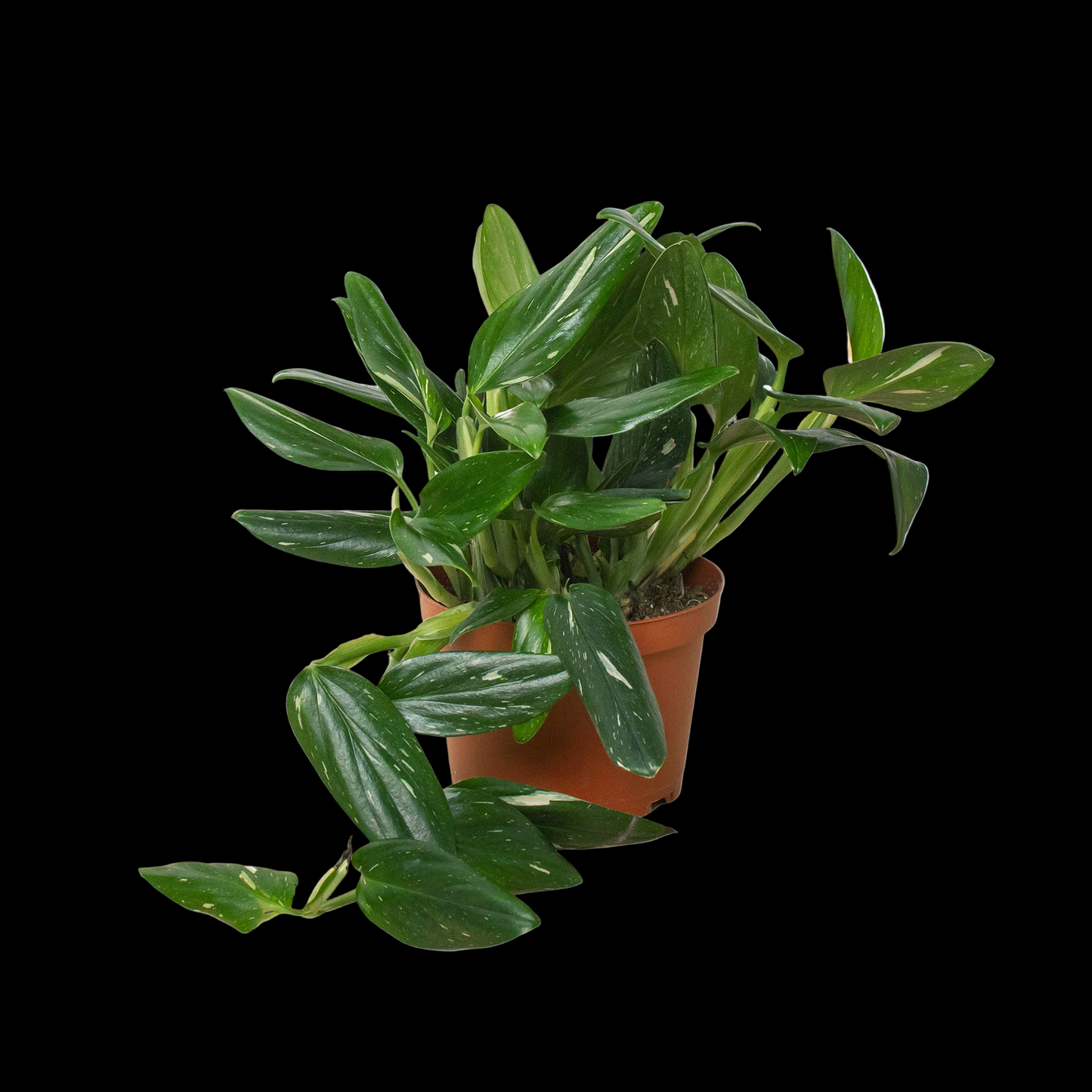 Monstera 'Standeleyana Albo Variegated'