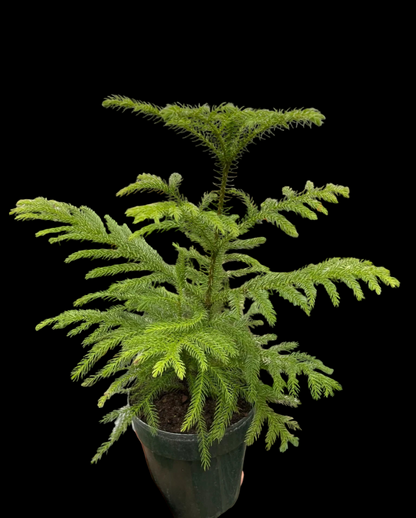 Norfolk 'Island Pine'